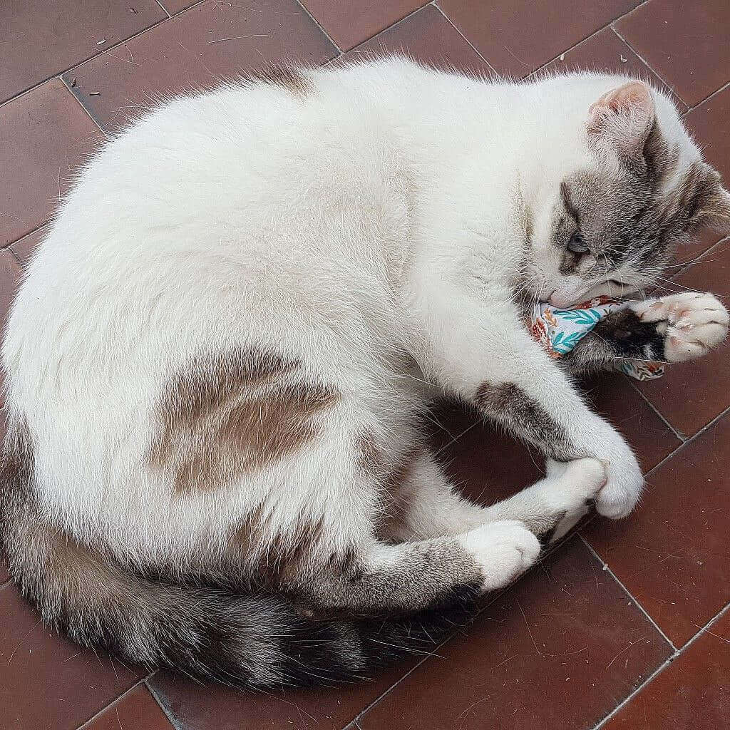 Gatto mentre si strofina con il suo cuscino gioco alla catinip per gatti, in puro cotone.
